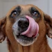 What’s In Your Dog’s Chow?