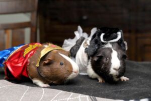 Pets Run the House