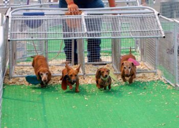 Carroll County 4-H fair & FAA