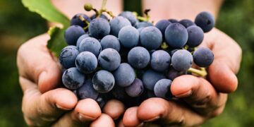 It’s Time to Wine at the Maryland Wine Festival