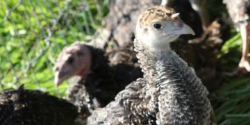 Fresh from the Farm Turkeys for Thanksgiving