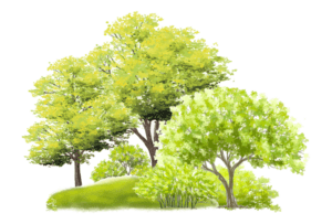 A Legacy of Trees Editors Note