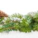 Pine Valley Farms Christmas Trees