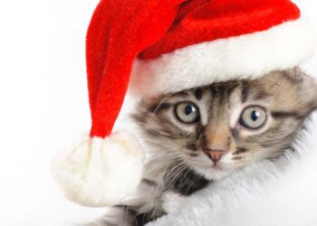 7 Tips to Keep Pets Healthy Over the Holidays
