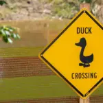 Rubber Duck Derby 2025