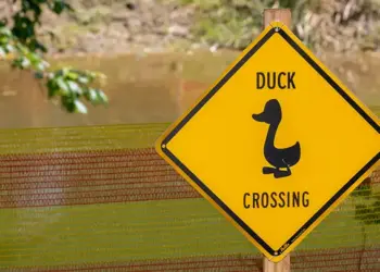 Rubber Duck Derby 2025