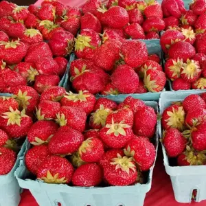 Strawberry Festival 2026