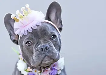 Confessions of a Modern Dog Spoiler