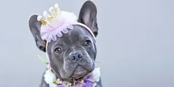 Confessions of a Modern Dog Spoiler