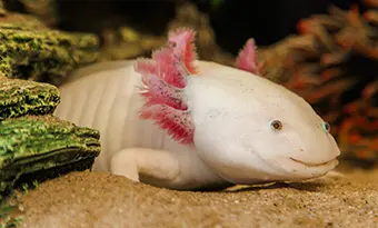 Axolotl_B - Carroll News | Carroll Publications | Carroll County, MD Noelle Johnsson has three axolotls, which are also known as Mexican walking fish.