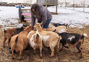 Kate Fisher Feed Goats - Carroll News | Carroll Publications | Carroll County, MD Kate Fisher raises Nigerian Dwarf goats at her Bumbling Bee Farm in Westminster. The goats remind her of a dog and can become pets with similar bonds.