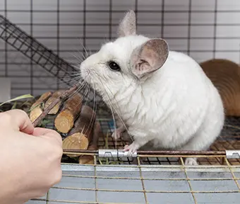 Siku - Carroll News | Carroll Publications | Carroll County, MD Siku is a 21-year-old chinchilla belonging to Liivi Sharp. Because their teeth are always growing, they need safe wood to chew on.