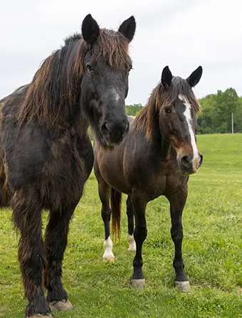 Two horses standing in a green pasture, facing the camera; a large dark horse with a shaggy mane and a smaller horse with a white blaze.
