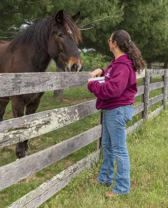 A woman in a pink hoodie feeding a brown horse at a wooden fence in a grassy field.