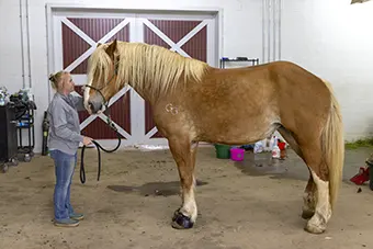 Woman in jeans and a gray hoodie guides a large tan horse by the lead in a barnyard area outside a stall door with a red-and-white design behind them.