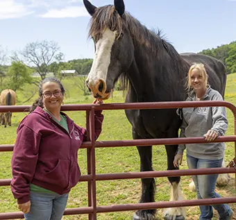 Two smiling women stand on either side of a dark brown horse with a white face along a red metal fence in a sunny rural field.