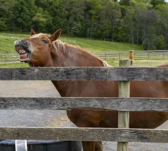 Brown horse with its head through a wooden fence in a grassy paddock, mouth slightly open, trees in the background.