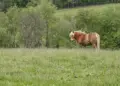 Brown pony standing in a grassy field with trees in the background on a sunny day.