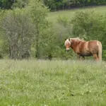 Brown pony standing in a grassy field with trees in the background on a sunny day.