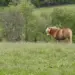 Brown pony standing in a grassy field with trees in the background on a sunny day.