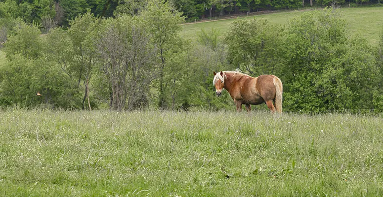 Brown pony standing in a grassy field with trees in the background on a sunny day.