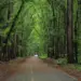 news-image-carroll-county-forest - Carroll News | Carroll Publications | Carroll County, MD Paved, tree-lined road through a lush green forest with a white car in the distance.